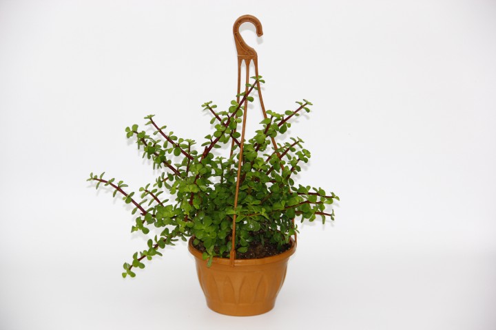 YEŞİM AĞACI 5 ADET Crassula Portulacaria - ASKILI SAKSIDA HEDİYELİK