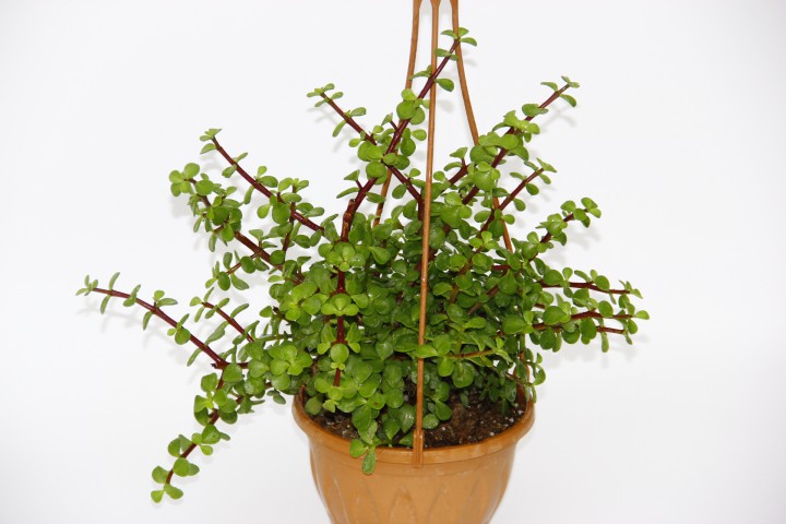 YEŞİM AĞACI 5 ADET Crassula Portulacaria - ASKILI SAKSIDA HEDİYELİK