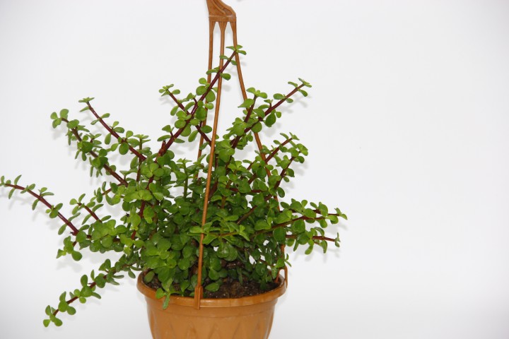YEŞİM AĞACI 5 ADET Crassula Portulacaria - ASKILI SAKSIDA HEDİYELİK