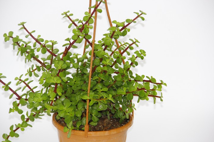YEŞİM AĞACI 5 ADET Crassula Portulacaria - ASKILI SAKSIDA HEDİYELİK