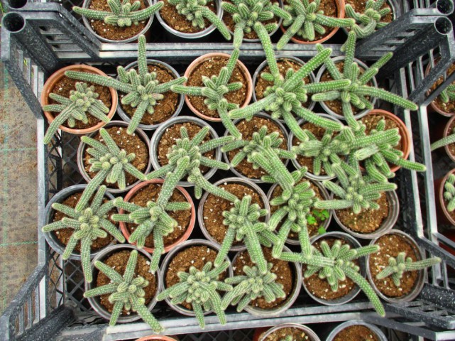 YILAN KAKTÜS 3 ADET- Chamaecereus silvestriiYILAN KAKTÜS 3 ADET-