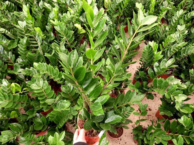 ZAMİA BİTKİSİ / ZEZE ÇİÇEĞİ 2 ADET HEDİYELİK