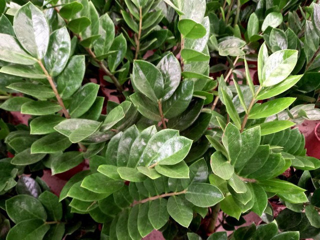 ZAMİA BİTKİSİ / ZEZE ÇİÇEĞİ 2 ADET HEDİYELİK