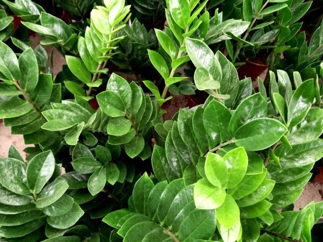 ZAMİA BİTKİSİ / ZEZE ÇİÇEĞİ 2 ADET HEDİYELİK