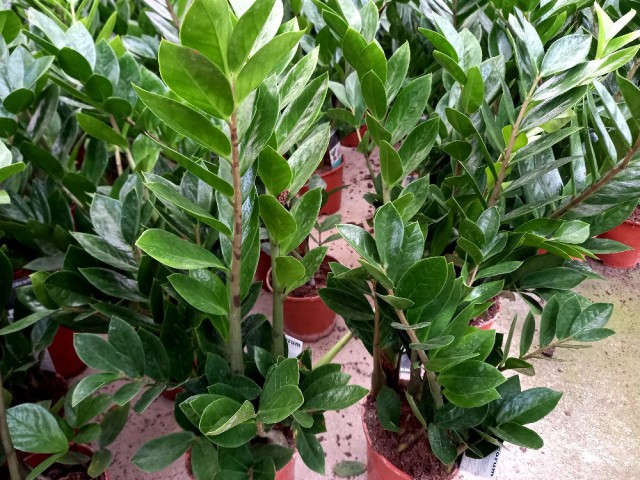 ZAMİA BİTKİSİ / ZEZE ÇİÇEĞİ 2 ADET HEDİYELİK