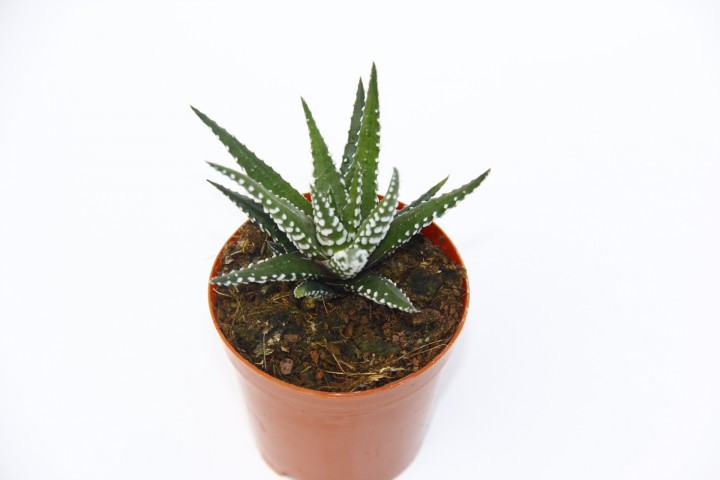 ZEBRA KAKTÜS 10 ADET - Haworthia Fasciata