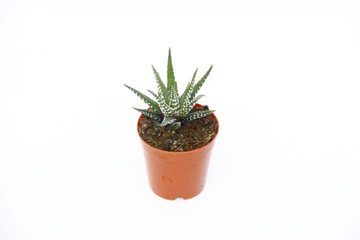 ZEBRA KAKTÜS 10 ADET - Haworthia Fasciata