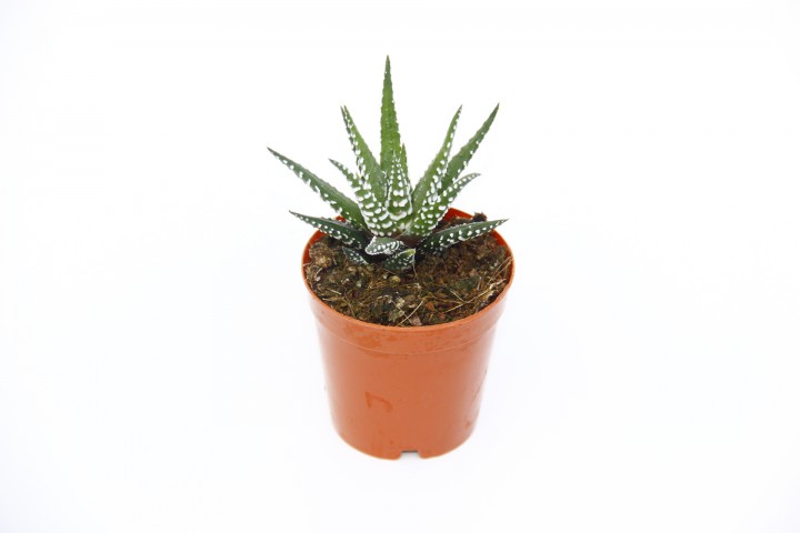 ZEBRA KAKTÜS 10 ADET - Haworthia Fasciata