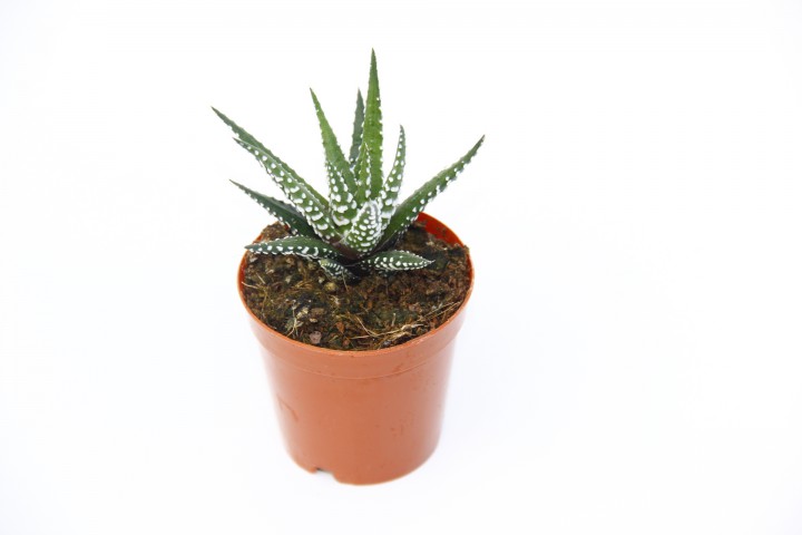 ZEBRA KAKTÜS 20 ADET - Haworthia Fasciata