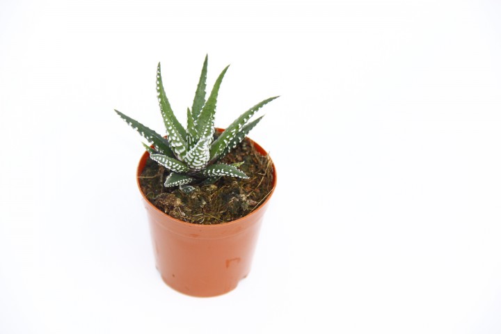 ZEBRA KAKTÜS 20 ADET - Haworthia Fasciata