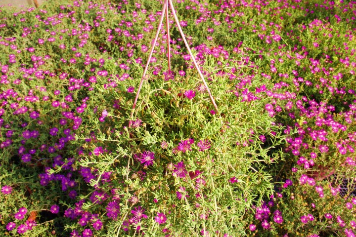 ACEM HALISI 3 ADET - ASKILI SAKSIDA HEDİYELİK