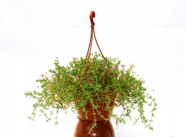 ACEM HALISI - ASKILI SAKSIDA HEDİYELİK