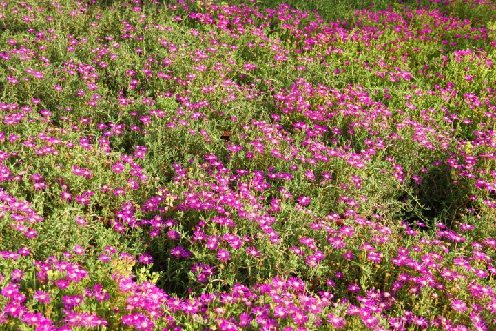 ACEM HALISI - ASKILI SAKSIDA HEDİYELİK