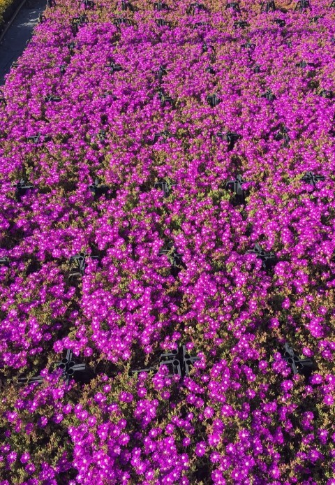 ACEM HALISI ÇİÇEĞİ 10 ADET - YER ÖRTÜCÜ SARKICI BİTKİ