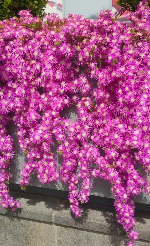 ACEM HALISI ÇİÇEĞİ 10 ADET - YER ÖRTÜCÜ SARKICI BİTKİ