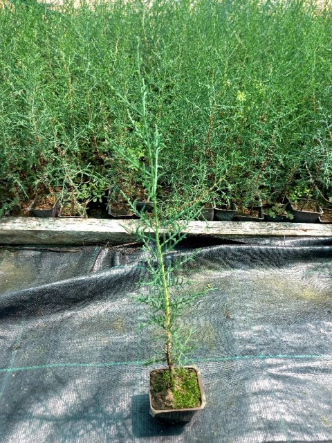 Akdeniz Servisi - Cupressus Sempervirens (5'li Paket)