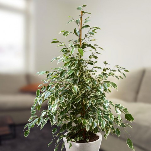 Alacalı Benjamin - Ficus Benjamina Starlight 60-80 cm