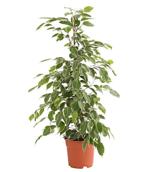 Alacalı Benjamin - Ficus Benjamina Starlight 60-80 cm