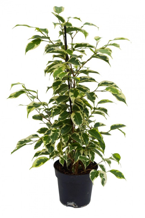 Alacalı Benjamin - Ficus Benjamina Starlight 60-80 cm
