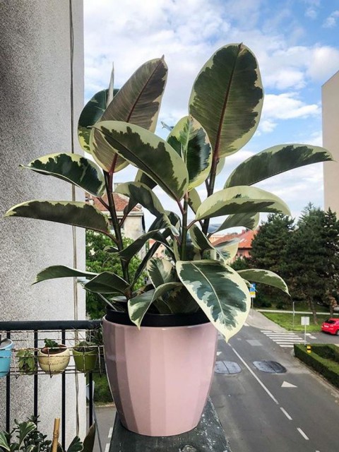 Alacalı Kauçuk –  Ficus Elastica Tineke 40-60 cm