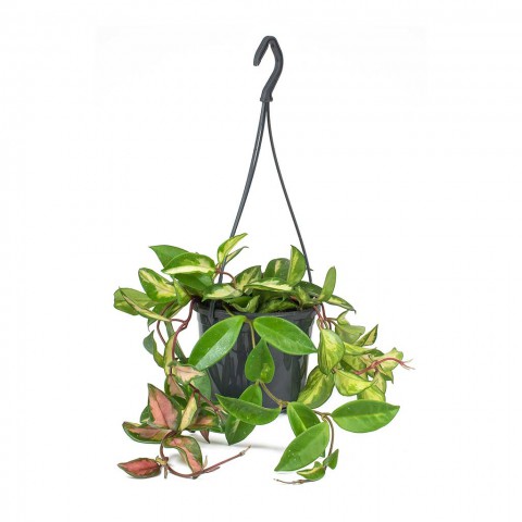Alacalı Mum Çiçeği (Hoya carnosa Tricolor) - Askılı Saksıda