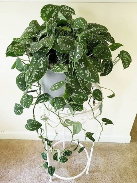Alacalı Pothos Sarmaşığı& Yeşil Pothos Sarmaşığı- Askılı Saksıda