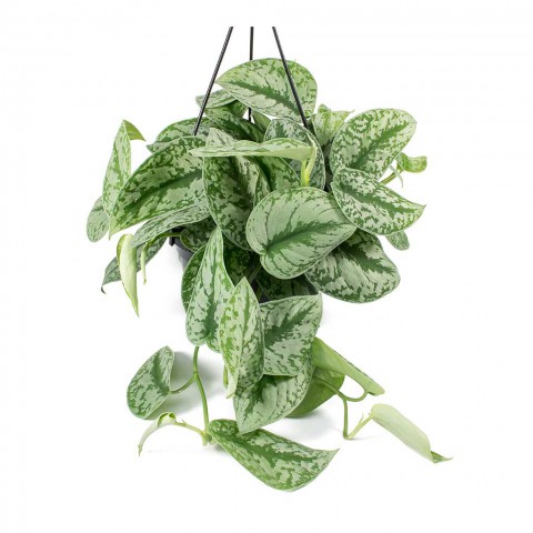 Alacalı Pothos Sarmaşığı& Yeşil Pothos Sarmaşığı- Askılı Saksıda