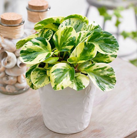 Alacalı Zümrüt Dalgası – Peperomia Obtusifolia