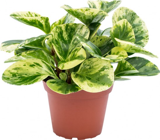 Alacalı Zümrüt Dalgası – Peperomia Obtusifolia