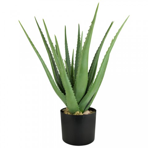 Aloe vera – Sarı sabır