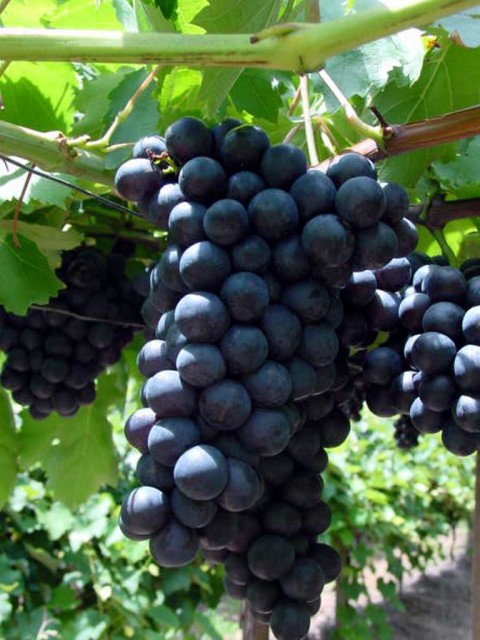 Alphonse Lavella Üzüm Fidanı 2 Yaş Tüplü 5 Adet