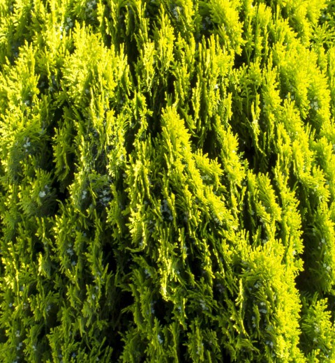 ALTUNİ MAZI FİDANI 100 ADET - SARI ÇİT BİTKİSİ