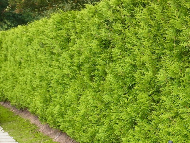 ALTUNİ MAZI FİDANI 20 ADET - SARI ÇİT BİTKİSİ