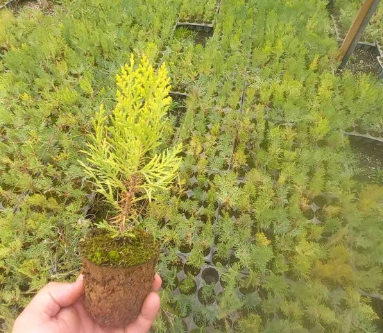 ALTUNİ MAZI FİDANI 3 ADET - SARI ÇİT BİTKİSİ