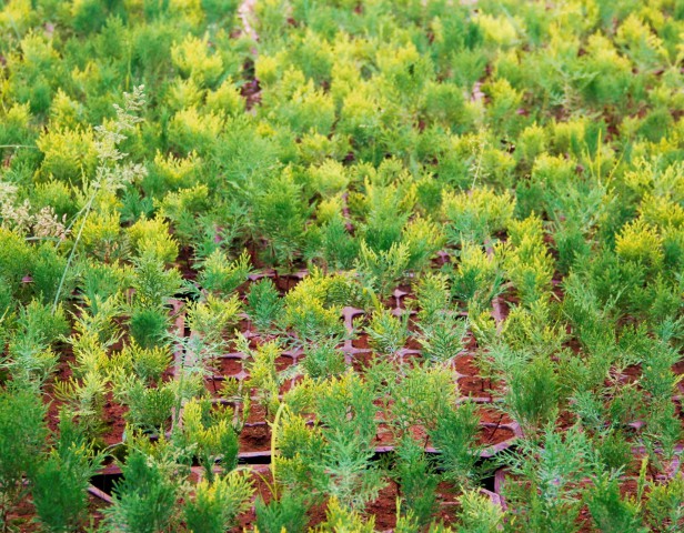 ALTUNİ MAZI FİDANI 5 ADET - SARI ÇİT BİTKİSİ