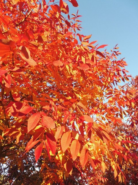AMERİKAN DİŞBUDAK FİDANI 5 ADET - Fraxinus Americana