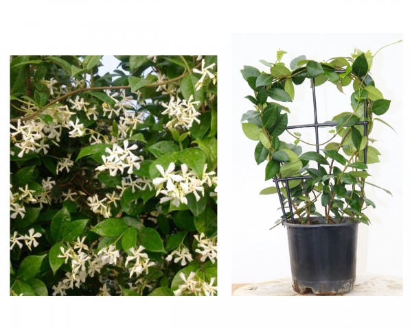 ARAP YASEMİNİ PERGOLA FORMLU 40-60 CM