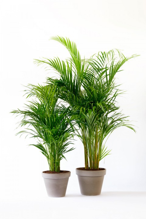 Areka Palmiyesi 120-150 cm