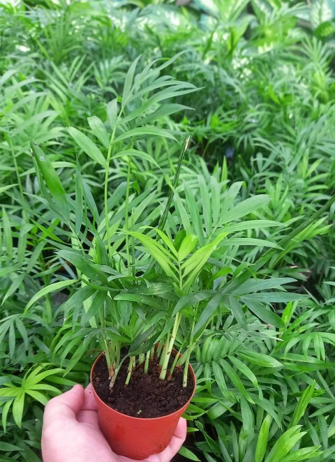 AREKA PALMİYESİ 3 ADET 20-25 cm - HEDİYELİK SALON OFİS BİTKİSİ AREKA PALMİYESİ 3 ADET 20-25 cm - HEDİYELİK SALON OFİS BİTKİSİ