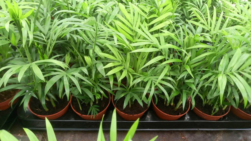 AREKA PALMİYESİ 3 ADET 20-25 cm - HEDİYELİK SALON OFİS BİTKİSİ AREKA PALMİYESİ 3 ADET 20-25 cm - HEDİYELİK SALON OFİS BİTKİSİ