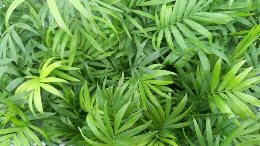 AREKA PALMİYESİ 3 ADET 20-25 cm - HEDİYELİK SALON OFİS BİTKİSİ AREKA PALMİYESİ 3 ADET 20-25 cm - HEDİYELİK SALON OFİS BİTKİSİ