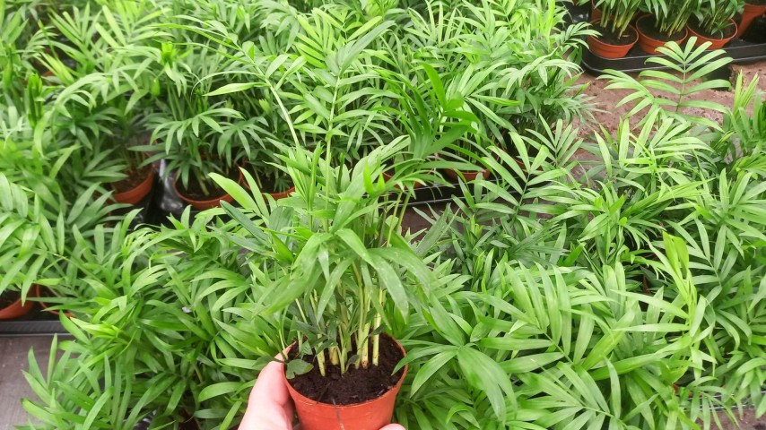 AREKA PALMİYESİ 5 ADET 20-25 cm - HEDİYELİK SALON OFİS BİTKİSİ AREKA PALMİYESİ 5 ADET 20-25 cm - HEDİYELİK SALON OFİS BİTKİSİ