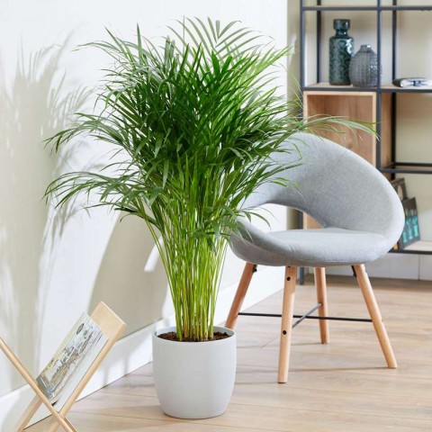 Areka Palmiyesi 80-100cm