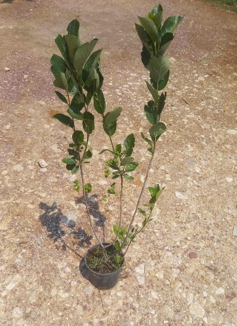 ARONYA FİDANI 5 ADET 3-4 YAŞ (80-100 CM)