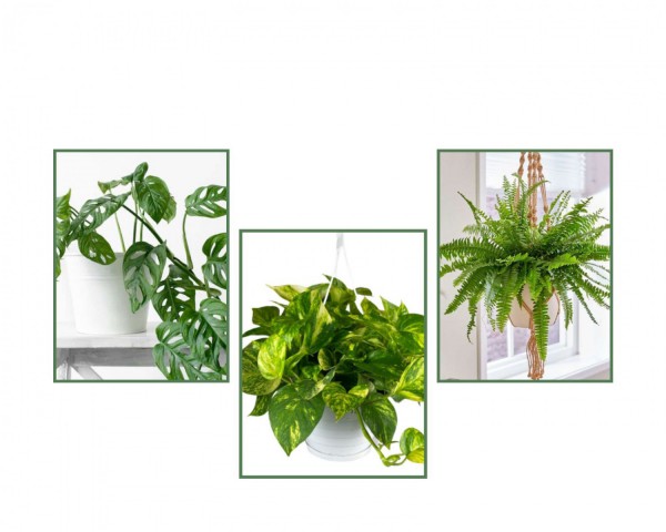 Aşk Merdiveni & Delikli Deve Tabanı & Askılı Sakısıda  Pathos Sarmaşığı