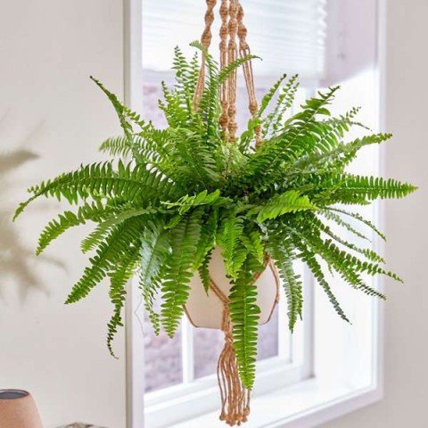 Aşk Merdiveni( Fujer)