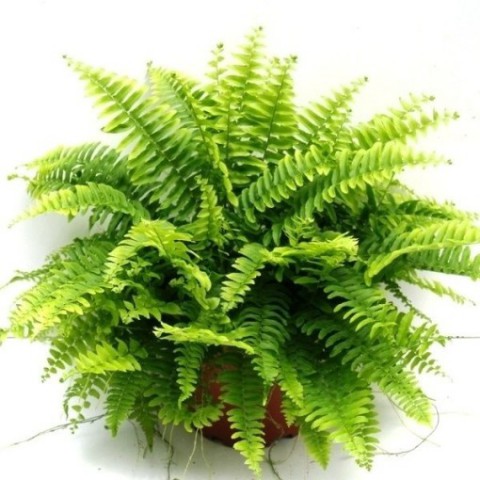 Aşk Merdiveni( Fujer)