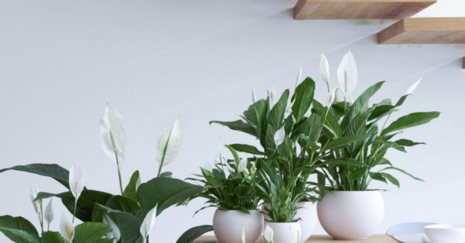 Barış Çiçeği – Spathiphyllum 60cm