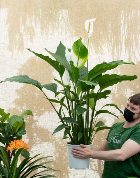 Barış Çiçeği – Spathiphyllum 60cm
