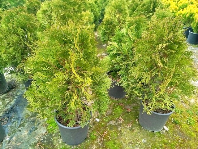 BATI MAZISI FİDANI 5 ADET (Thuja Occidentalis Smaragd) - ÇİT BİTKİSİ